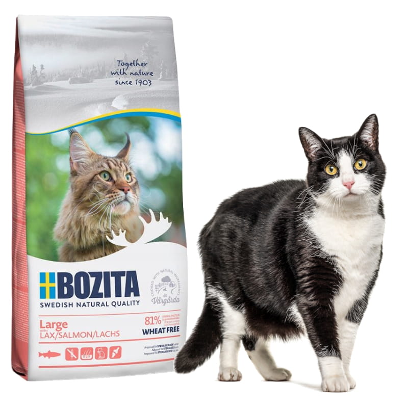 large 2 kg kot.jpg